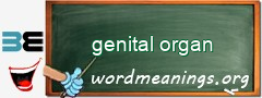 WordMeaning blackboard for genital organ